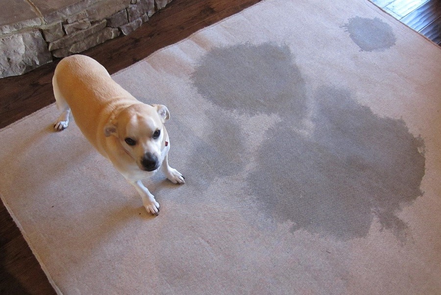 Remove Pet Odor and Stains