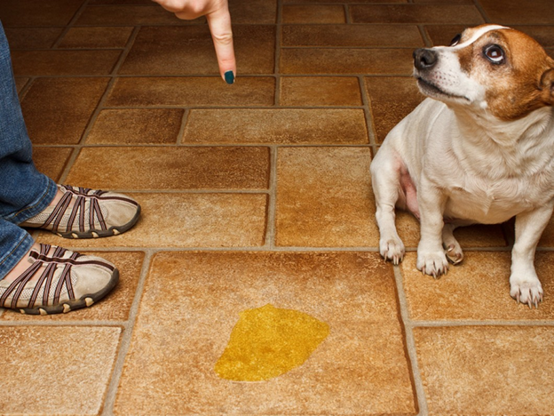 Remove Pet Odor with Professional Assistance